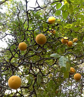 Washington Arboretum Poncirus trifoliata