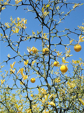 Frelinghuysen Arboretum Poncirus
