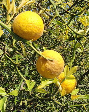 Frelinghuysen Arboretum Poncirus fruit