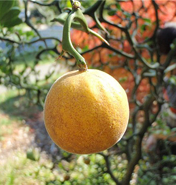Frelinghuysen Arboretum Poncirus Flying Dragon fruit