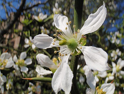 Longwood Gardens - Poncirus trifoliata flower detail