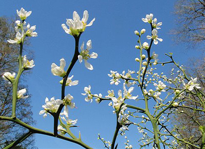Longward Gardens - Flowering Trifoliate Orange