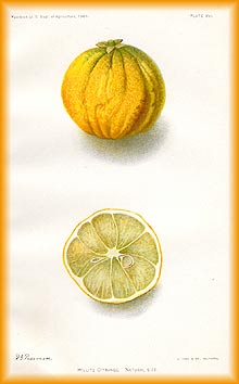 Willets citrange 1904