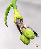Thamnosma montana fruit