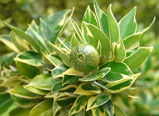 Variegated Chinotto immature fruit