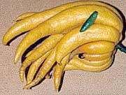 Buddha's Hand & Fingerlime