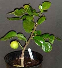 Citrus hystrix plant