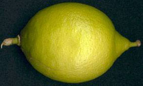 Bears' Seedless Lime