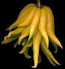 Fingered Citron