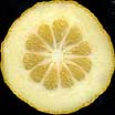 ciut Corsican citron