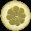 cut Diamonte citron