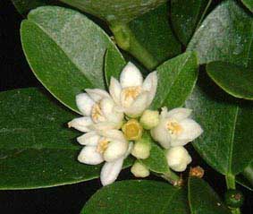 Procimequat flowers