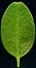 Procimequat leaf