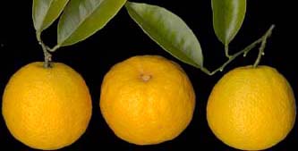 three oranges