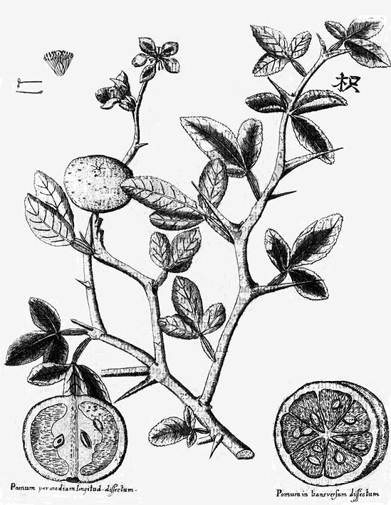 from Kaempfner's 'Amoenitum Exoticarum' 1712