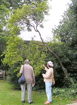 Eltham Palace Poncirus trifoliata