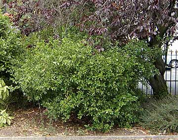 Poncirus trifoliata, Manor Gardens, Exmouth