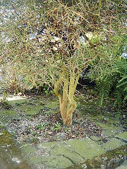 Trunk of Hull Poncirus