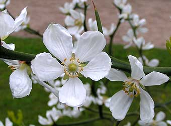 Poncirus trifoliata Flower detail