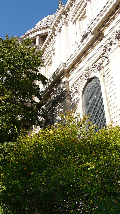 Poncirus by St. Paul's