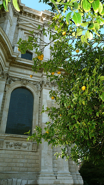 St. Paul's and east Japanese Bitter Orange