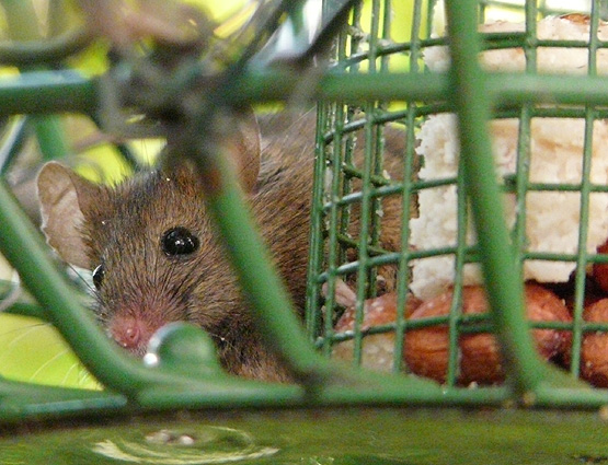 St. Paul's Cathedral mouse