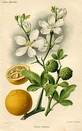 Citrus triptera. Revue Horticole 1885