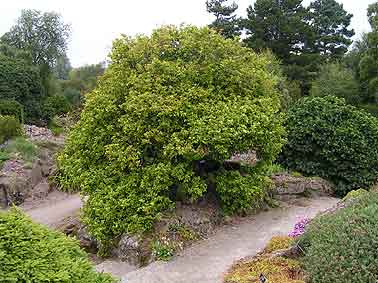 Edinburgh Poncirus trifoliata