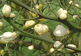 Kew Poncirus flower buds detail