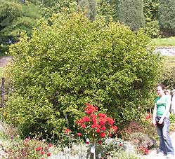 Poncirus trifoliata at Mainau Germany