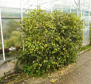 Merristwood Campus Poncirus trifoliata