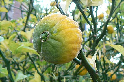 Newarke Houses Museum Poncirus fruit close-up