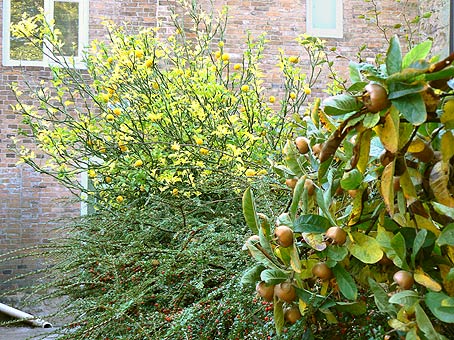 Poncirus & Medlar at Newarke Houses Museum Leicester