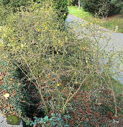 Poncirus shrubs at Auteuil