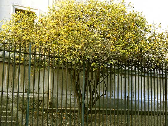 Poncirus trifoliata tree, Rue Buffon