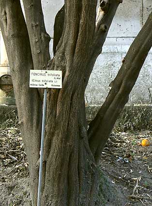 Poncirus trifoliata trunk, Rue Buffon