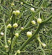 Poncirus buds detail