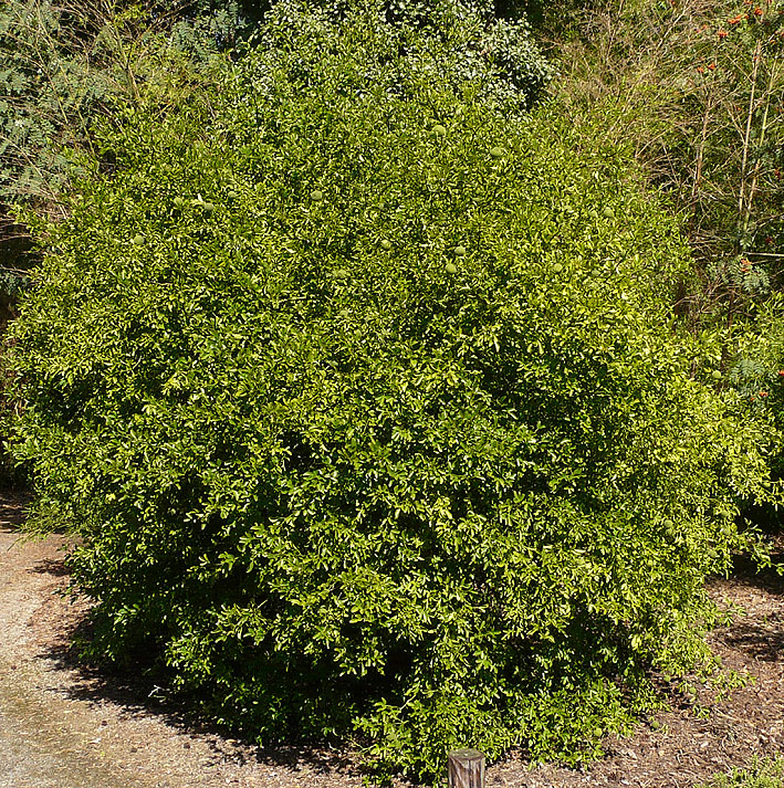 Large Poncirus at Bokrijk